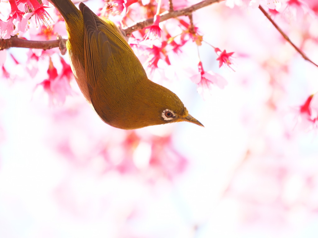 河津桜を愛でる