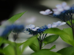 路傍の紫陽花