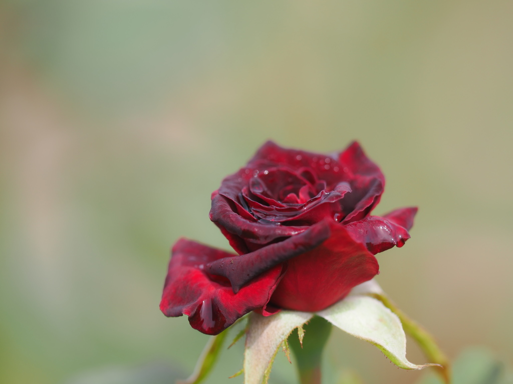 ハロウィンには深紅の薔薇を