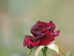 ハロウィンには深紅の薔薇を