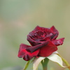 ハロウィンには深紅の薔薇を