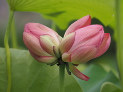 百年目の恋（双頭蓮）