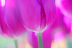 春を待つパステルカラー