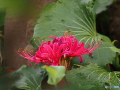 ピンク色の彼岸花　彼岸花の頃常泉寺２