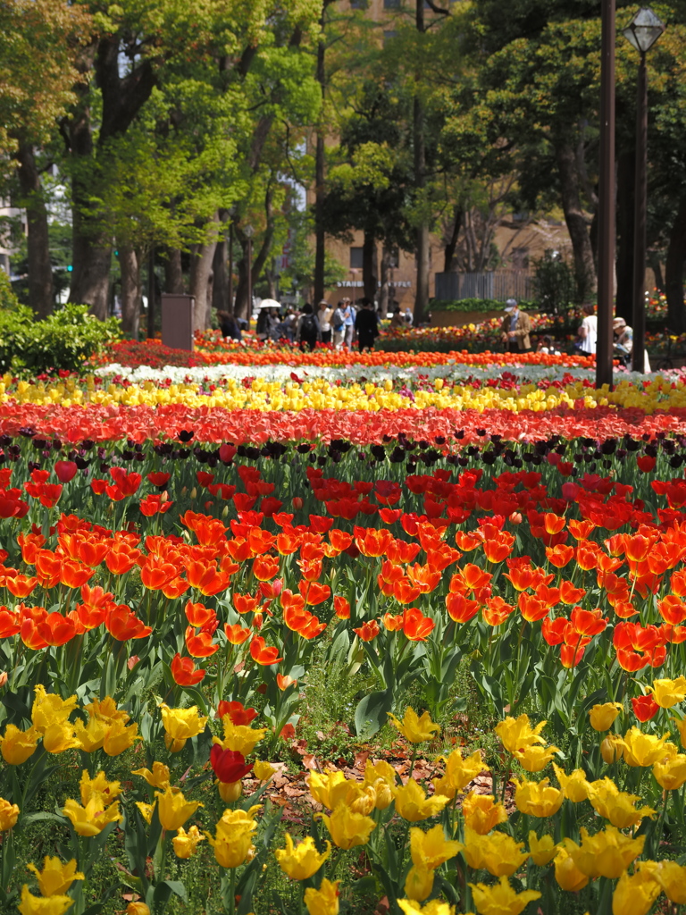 横浜公園は花盛り
