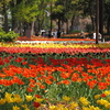 横浜公園は花盛り