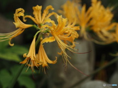 彼岸花の咲くころ　常泉寺１