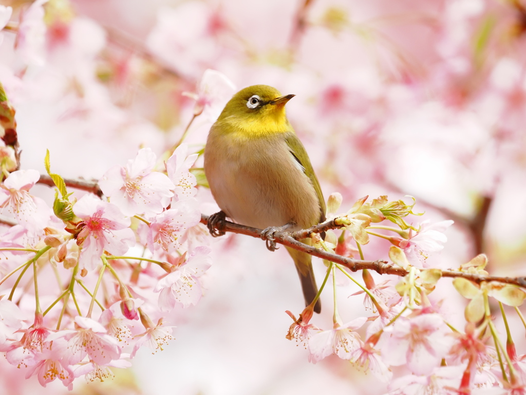 河津桜に囲まれて