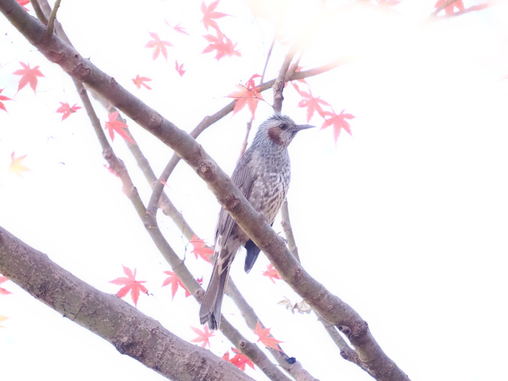 紅葉を背景に過ぎた季節を懐かしむ