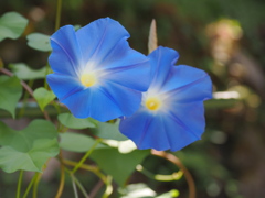 妻籠宿点描４　庭先の花