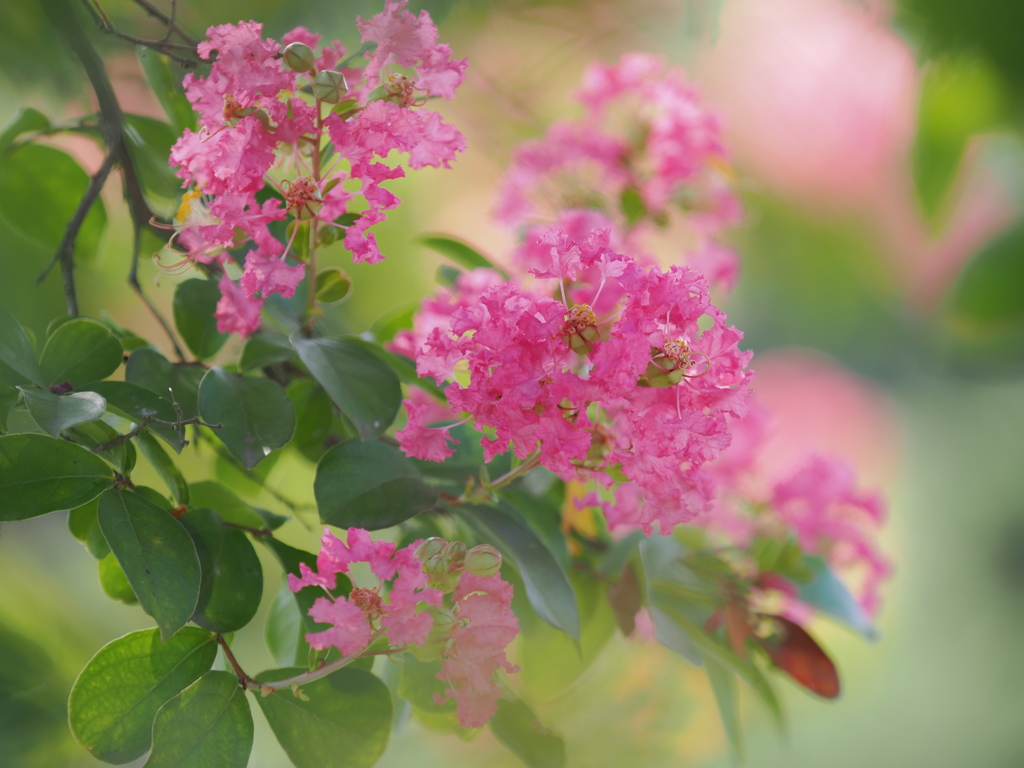 夏の花
