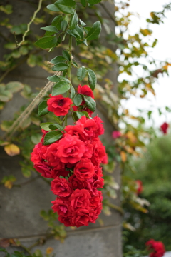 葡萄のような薔薇