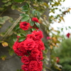 葡萄のような薔薇