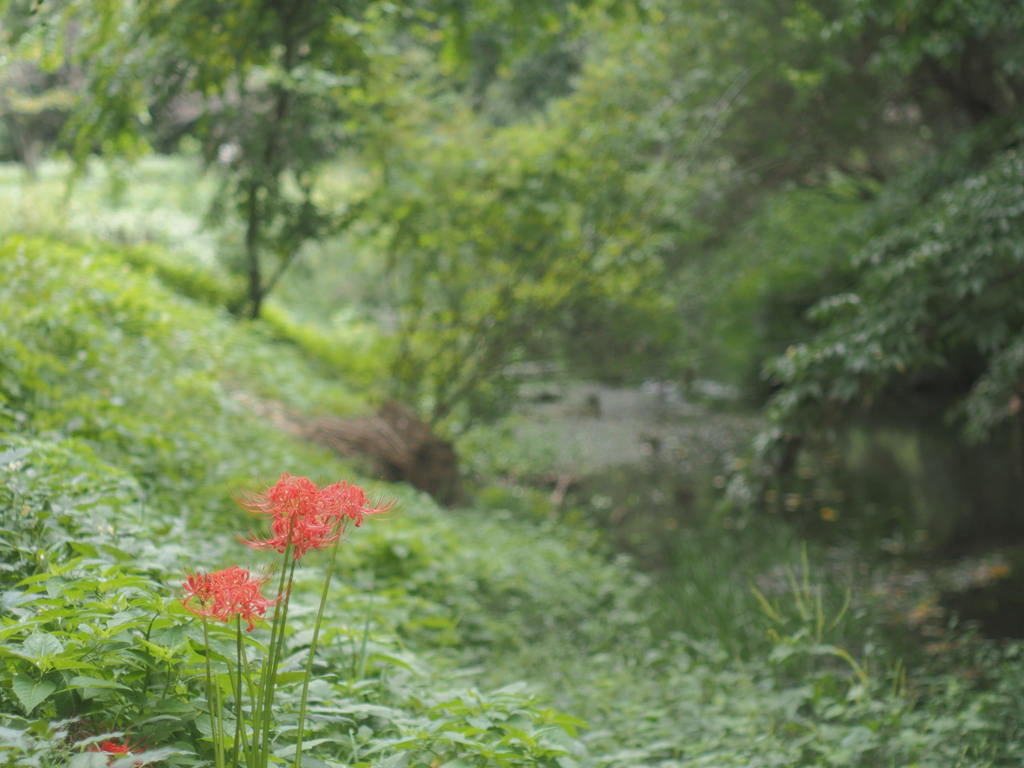 彼岸花の咲く散歩道