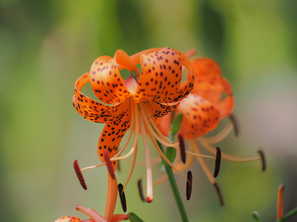 夏色の花