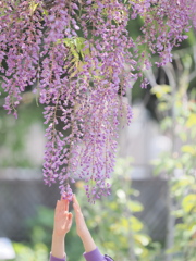 成長を願って　～藤の花タッチ