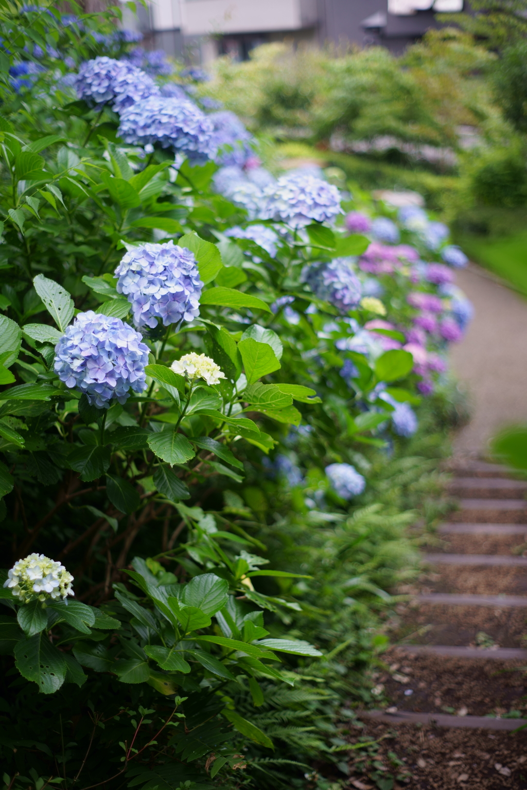 紫陽花の小径