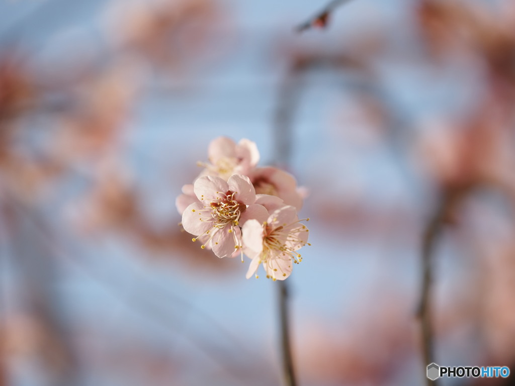 自宅庭で愛でる梅の花３