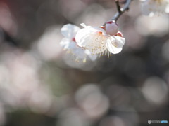 光の中で咲く～花の寺より６