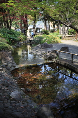 春紅葉を映して