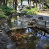 春紅葉を映して
