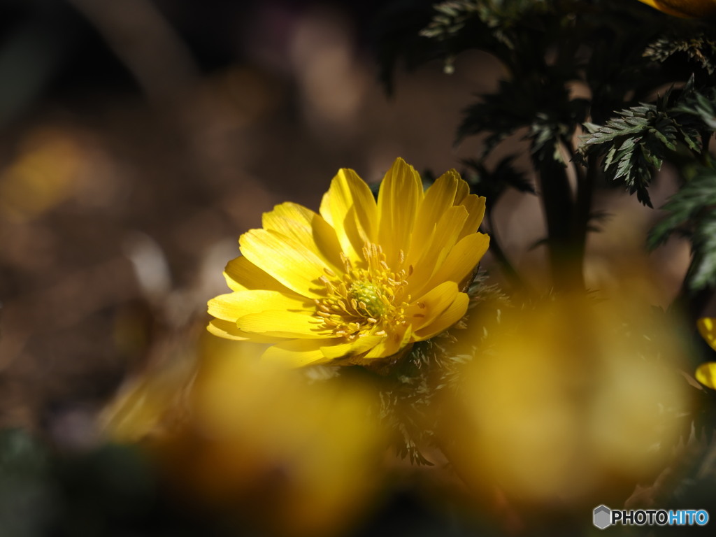 皆様に幸福を～花の寺より３～