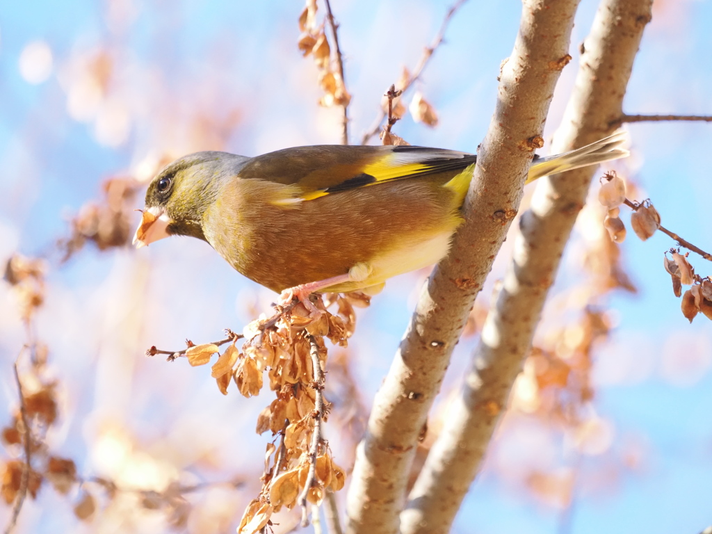 食事中のカワヒラさん