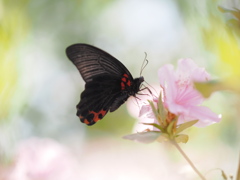 アゲハ蝶も初夏を楽しむ
