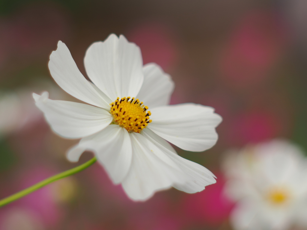 白い秋桜