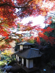 晩秋の紅葉閣