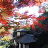 晩秋の紅葉閣