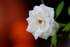 ハロウィンの庭に咲く