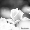 貴公子のように　☆追憶の白薔薇☆