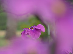 季節に抱かれて　～三渓園花菖蒲園