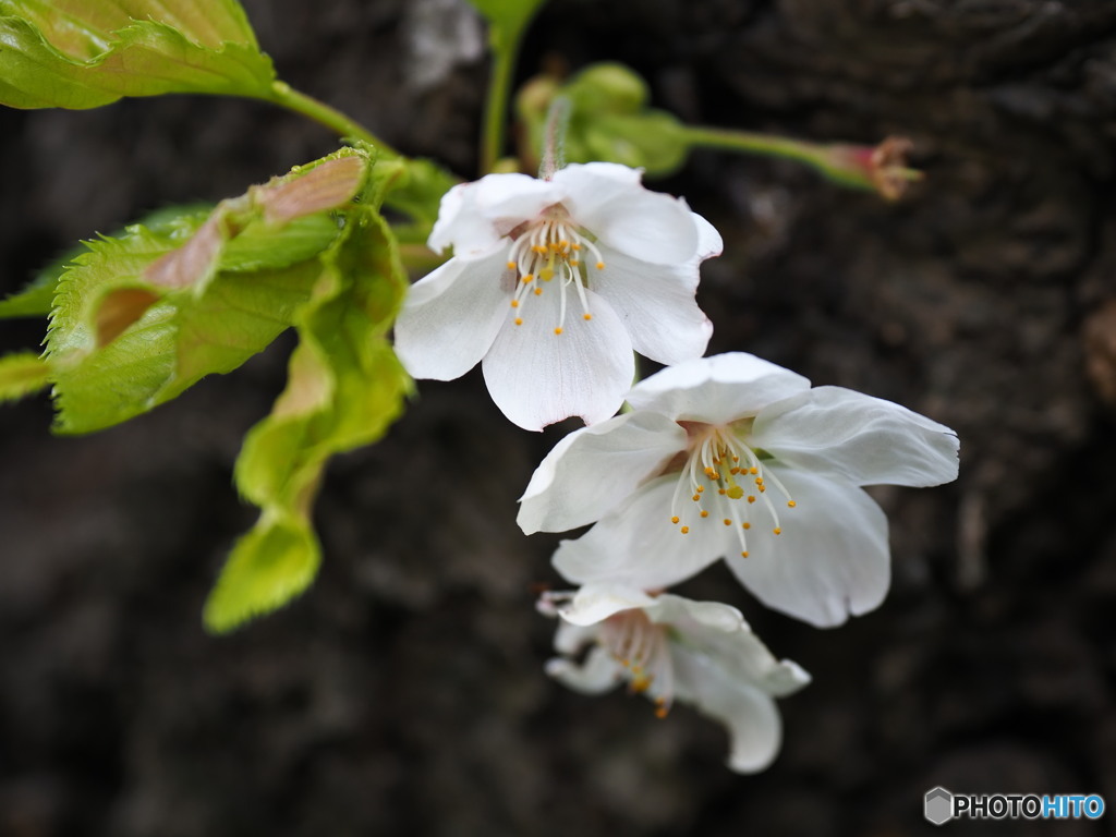 少し早くおこされちゃったかな　桜の季節を振り返って３