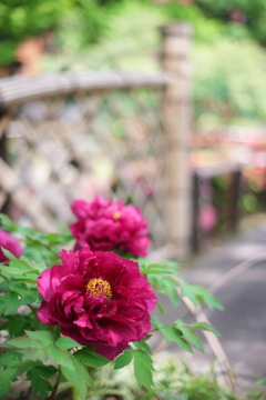 春の日本庭園
