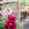 春の日本庭園