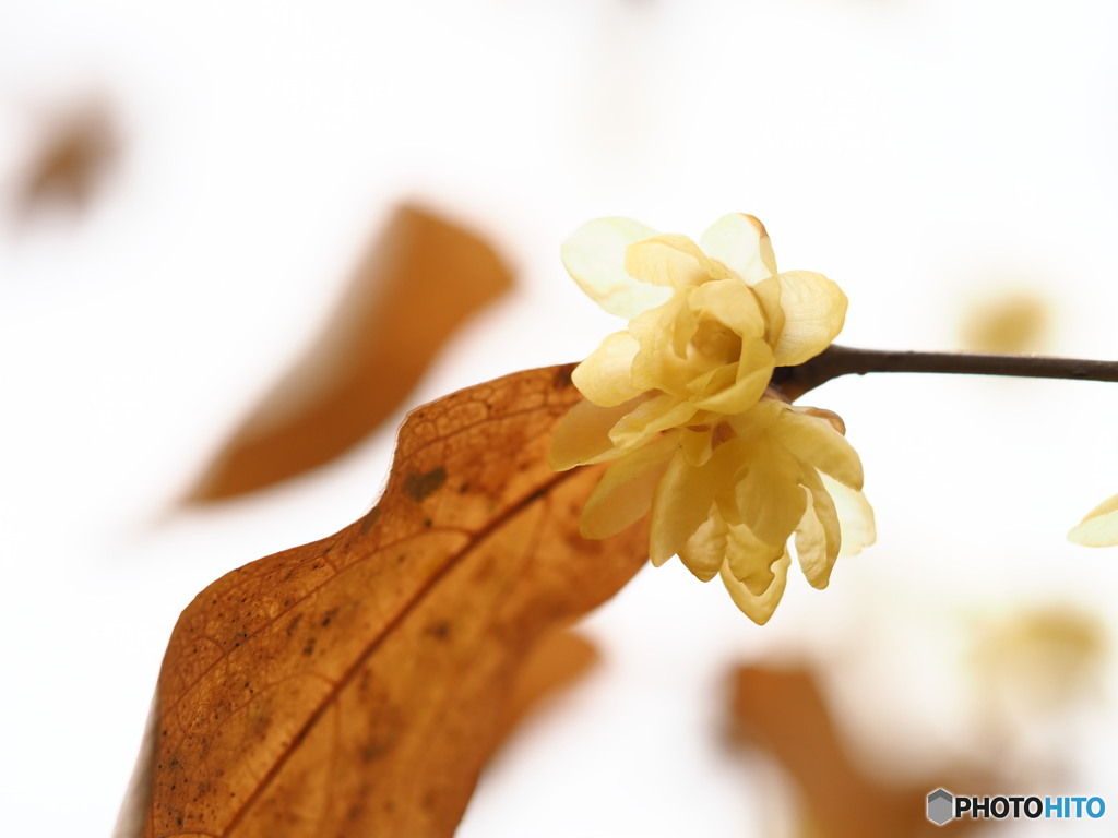 新春の香り