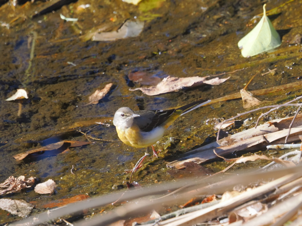 キセキレイさんのお散歩