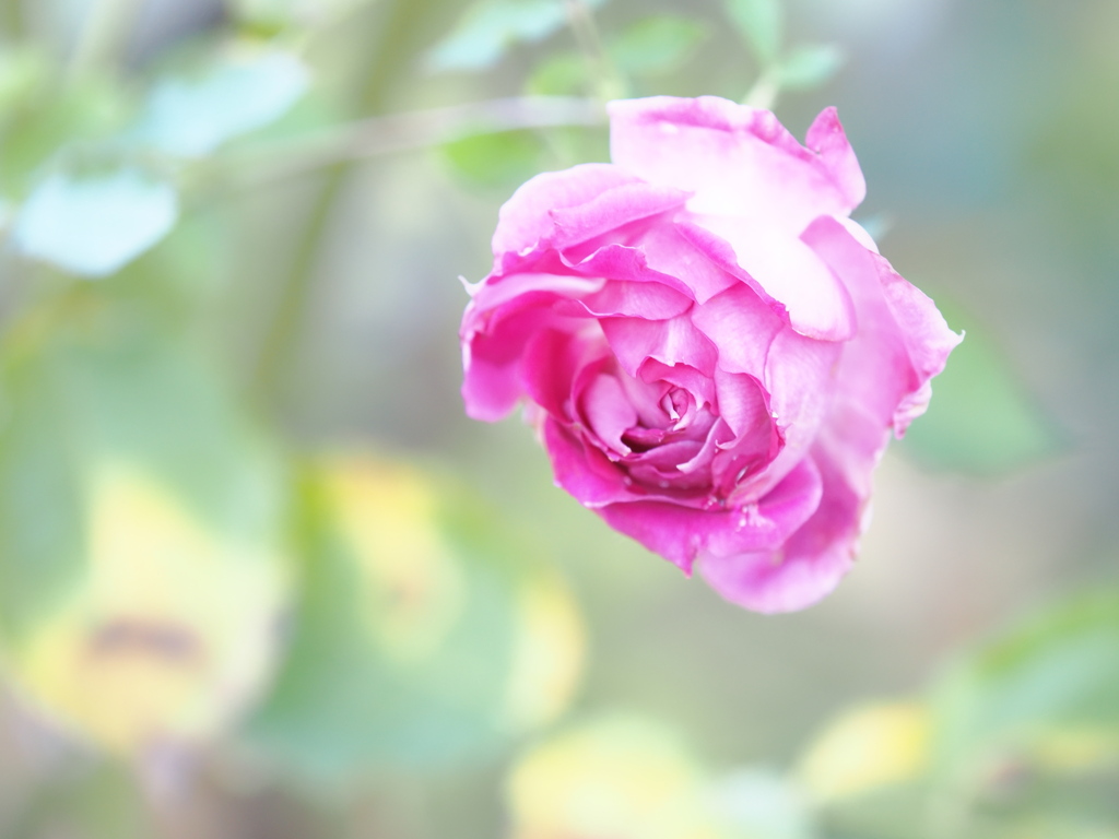 晩秋の薔薇を追いかけて