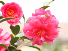 冬の花