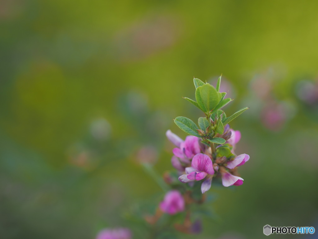 初秋の花を楽しむ