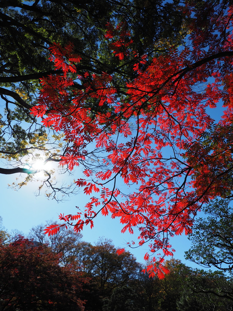 紅葉と光芒