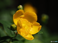 この季節の元気花