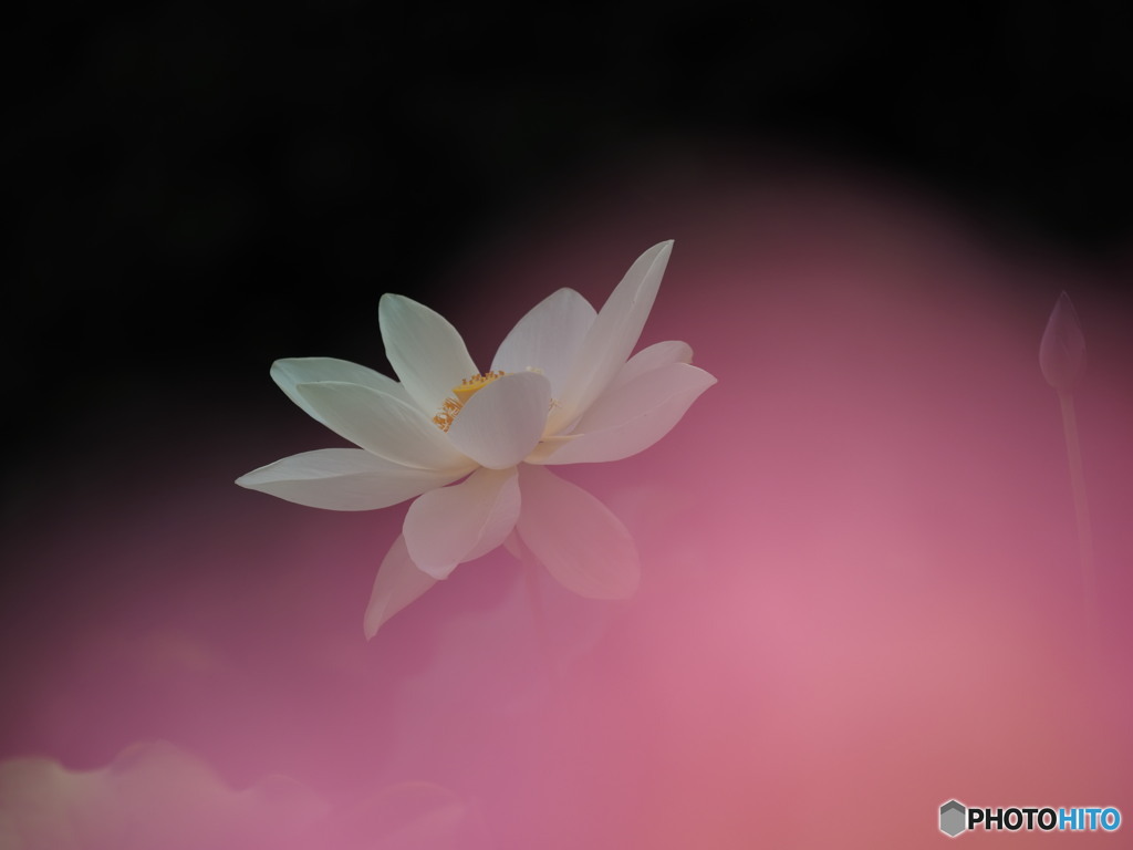 桃色吐息