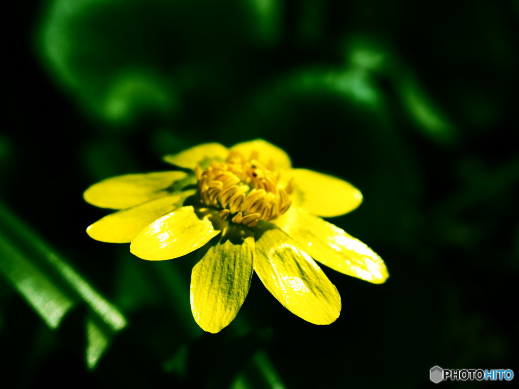 お金持ちになれるかな 花の寺より５ By うめ太郎 Id 写真共有サイト Photohito