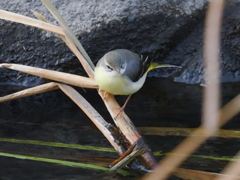 お久しぶり