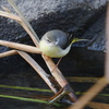 お久しぶり