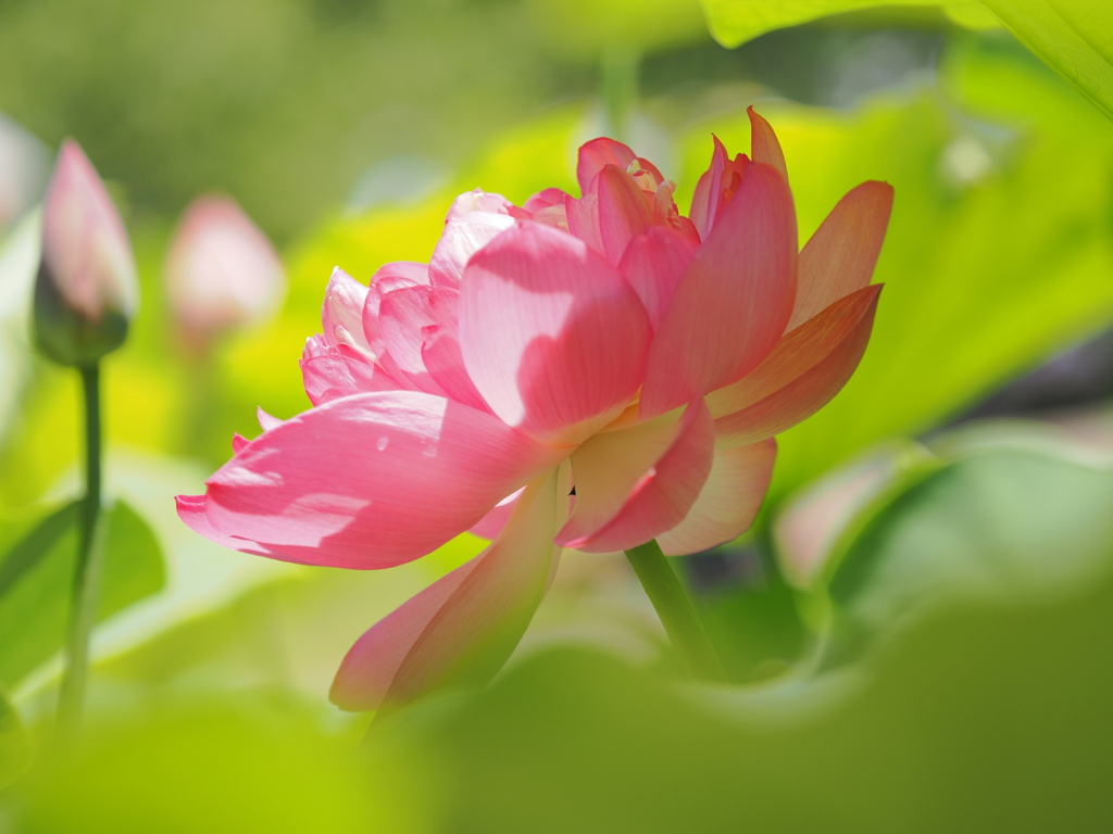 清浄の花