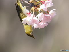 春色